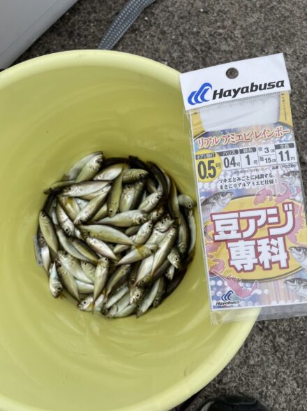 福井豆アジ釣り