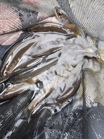 今季初の友釣り🐟美山漁協