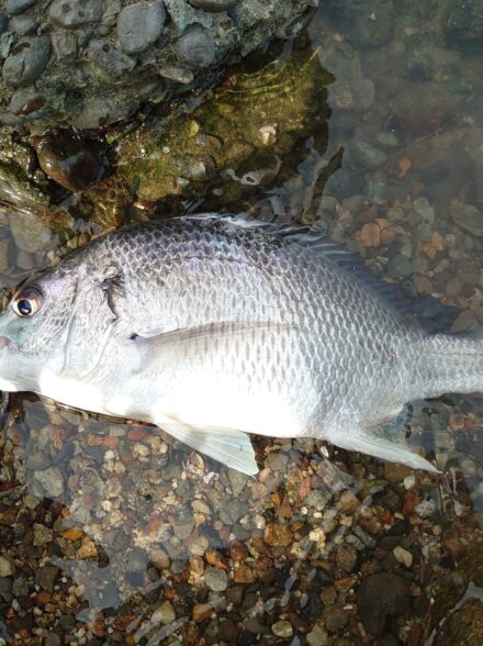 淀川チニング釣行！！