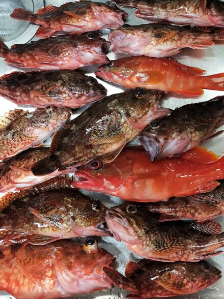 泣きのラスト釣行？ 茅ヶ崎出船の浅場根魚