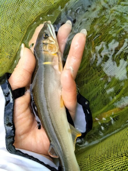 高水の美山　支流棚野川