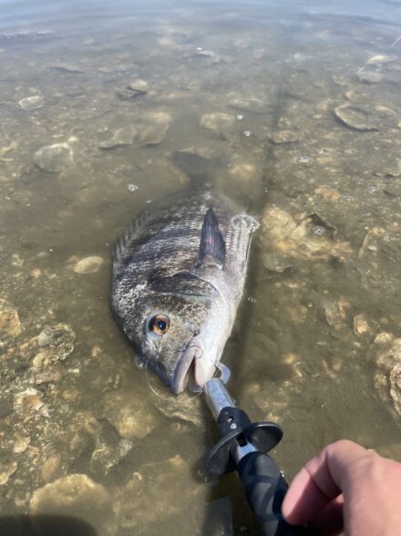 久しぶりの大阪湾チニングへ💪