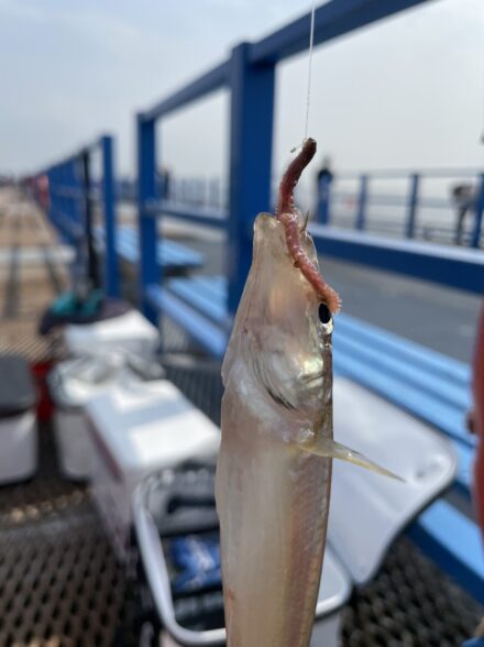 本牧海釣り施設で大量釣果‼️