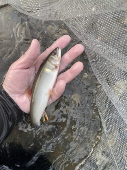 再開⁉︎ 9年振りの鮎釣りへ！