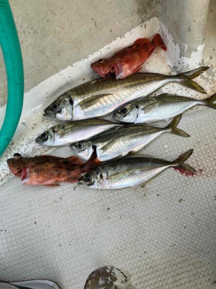 大川丸　大型アジ釣り