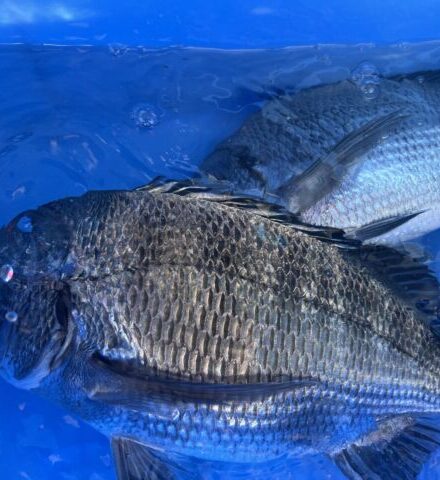 福井県★やまもと旅館★チヌかかり釣り