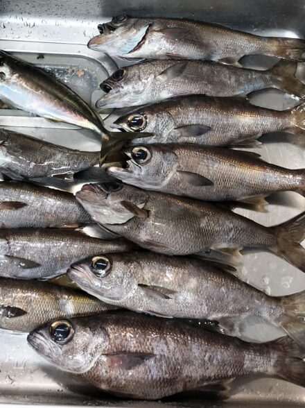 初めての半夜クロムツ釣り(勝山港・萬栄丸)