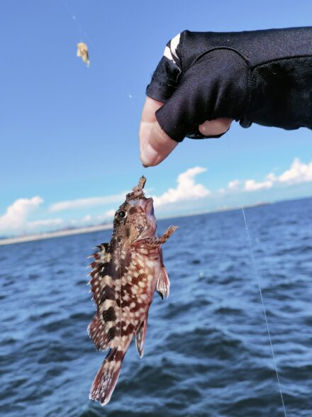 真夏の本牧海釣り施設 調査！