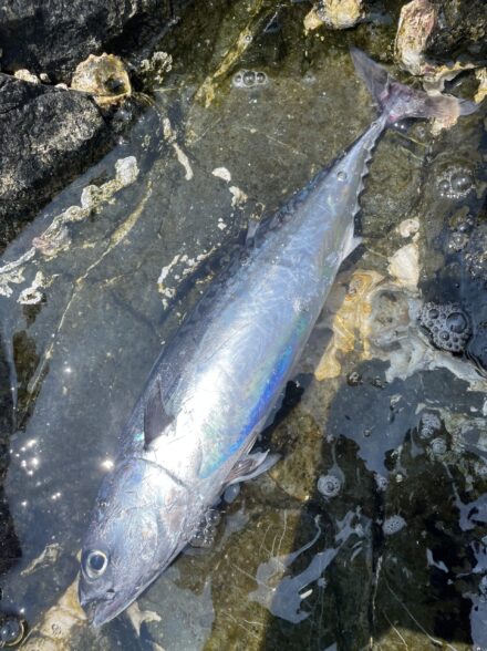 スルルー釣りで幻のシブダイを狙う