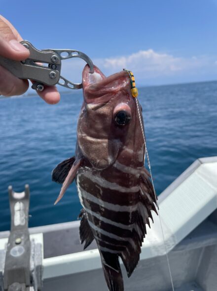 タイラバリベンジ〜駿河湾〜