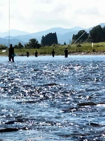 安曇川のアユ釣り