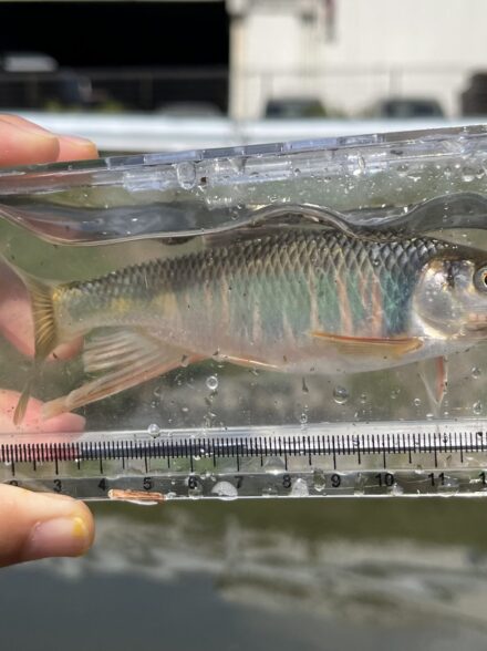 身近な河川で小物釣り