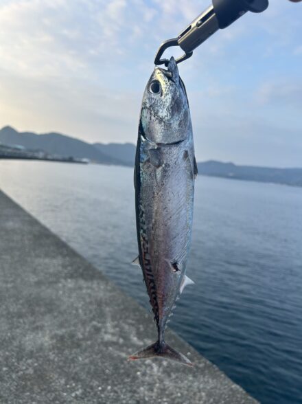 沼津　カゴ釣り