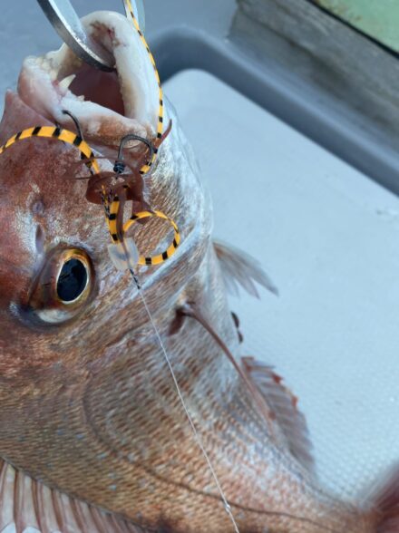 シロアマダイも狙える！？駿河湾タイラバ！