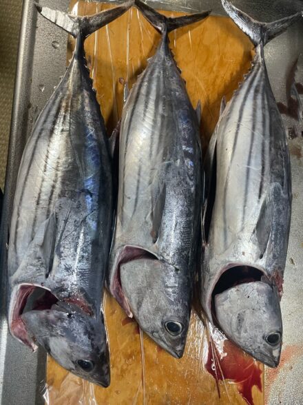 初挑戦！とび島丸遠征泳がせ釣り