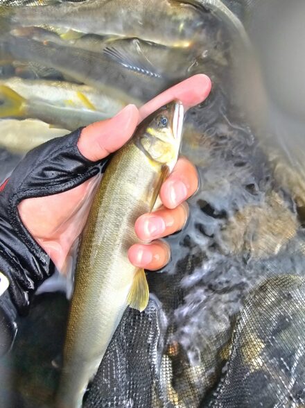 近場で楽しむ友釣りin根尾川