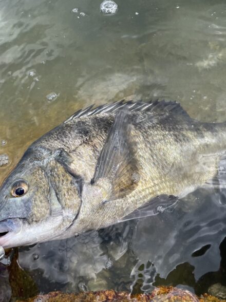 好調の大阪湾チニングへ🐟🎣なんでもみぎれ