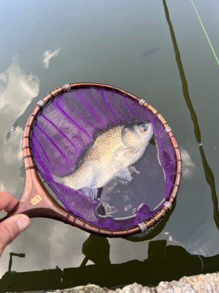 夏季の管理池ヘラブナ釣り