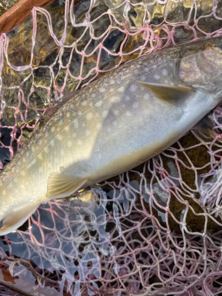 禁漁直前河川の釣り納め③大岩魚の大いなる罠