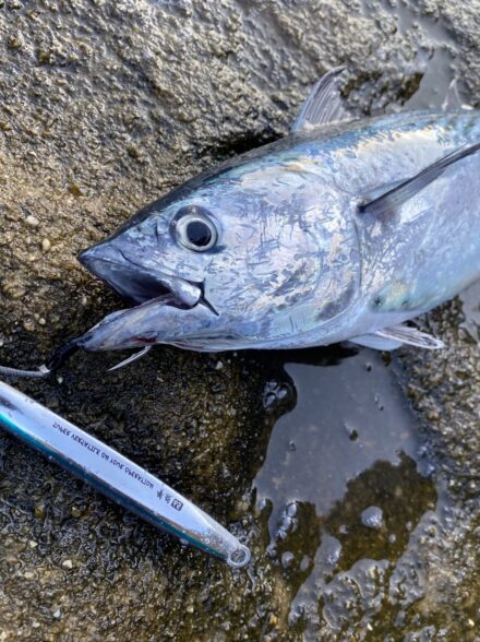 台風後の魚は高活性？