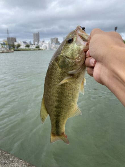 土浦エリアでのバスフィッシング！