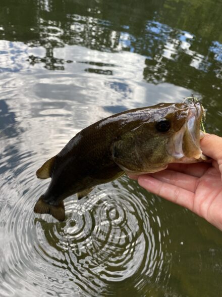 見えてるバスは釣れない！？見えバス攻略！