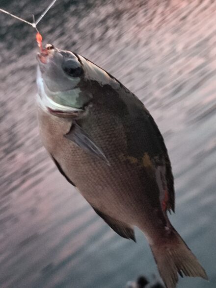 安良里港でトリックサビキ＆泳がせ釣り！！