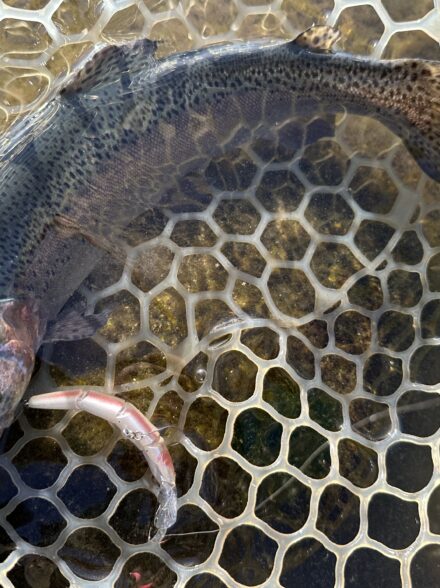 高島の泉で今シーズン初エリアトラウト