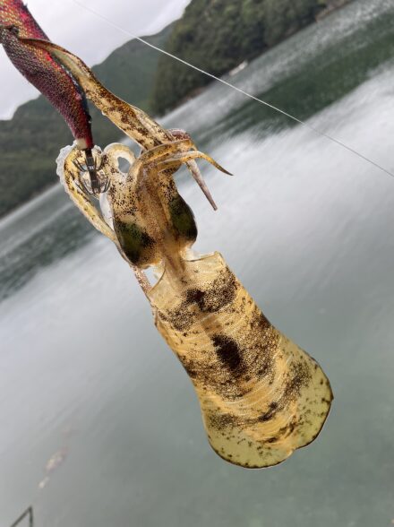 イカ三昧 三部作 午後は寝りよりも釣りに落ちる