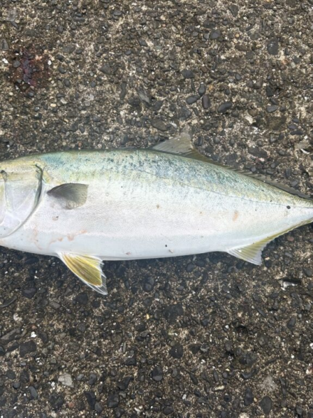 東扇島西公園で狙う青物！