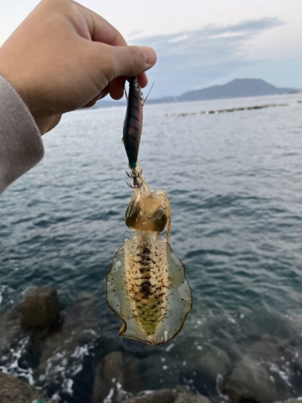 日本海エギング