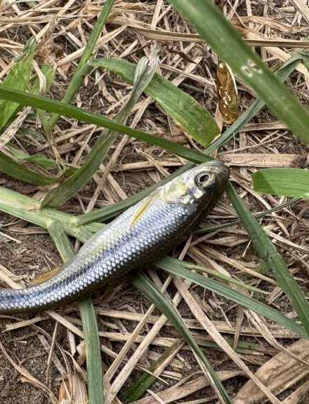 出勤前にサクッとカワムツ釣り