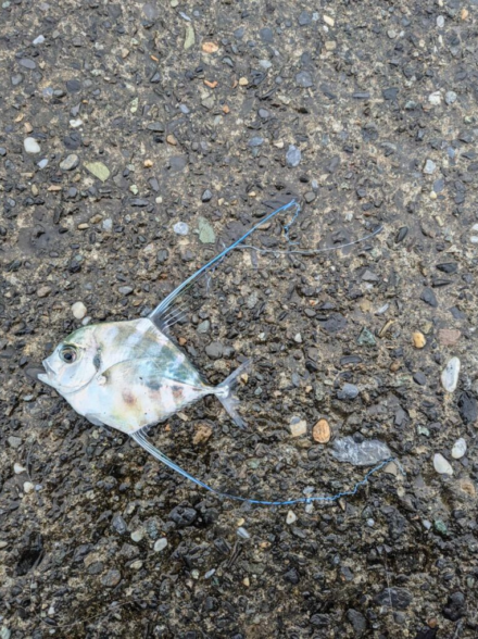 雨の中の両軸遠投カゴ釣り