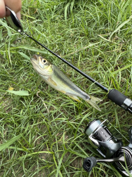 ルアーで雑魚釣り鶴見川で初チャビング