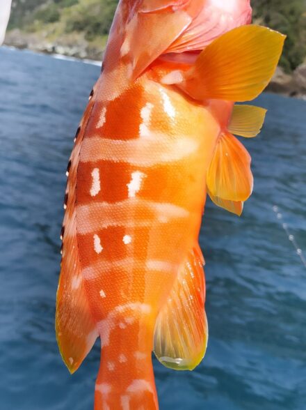 西伊豆・田子でボートロック調査釣行！！