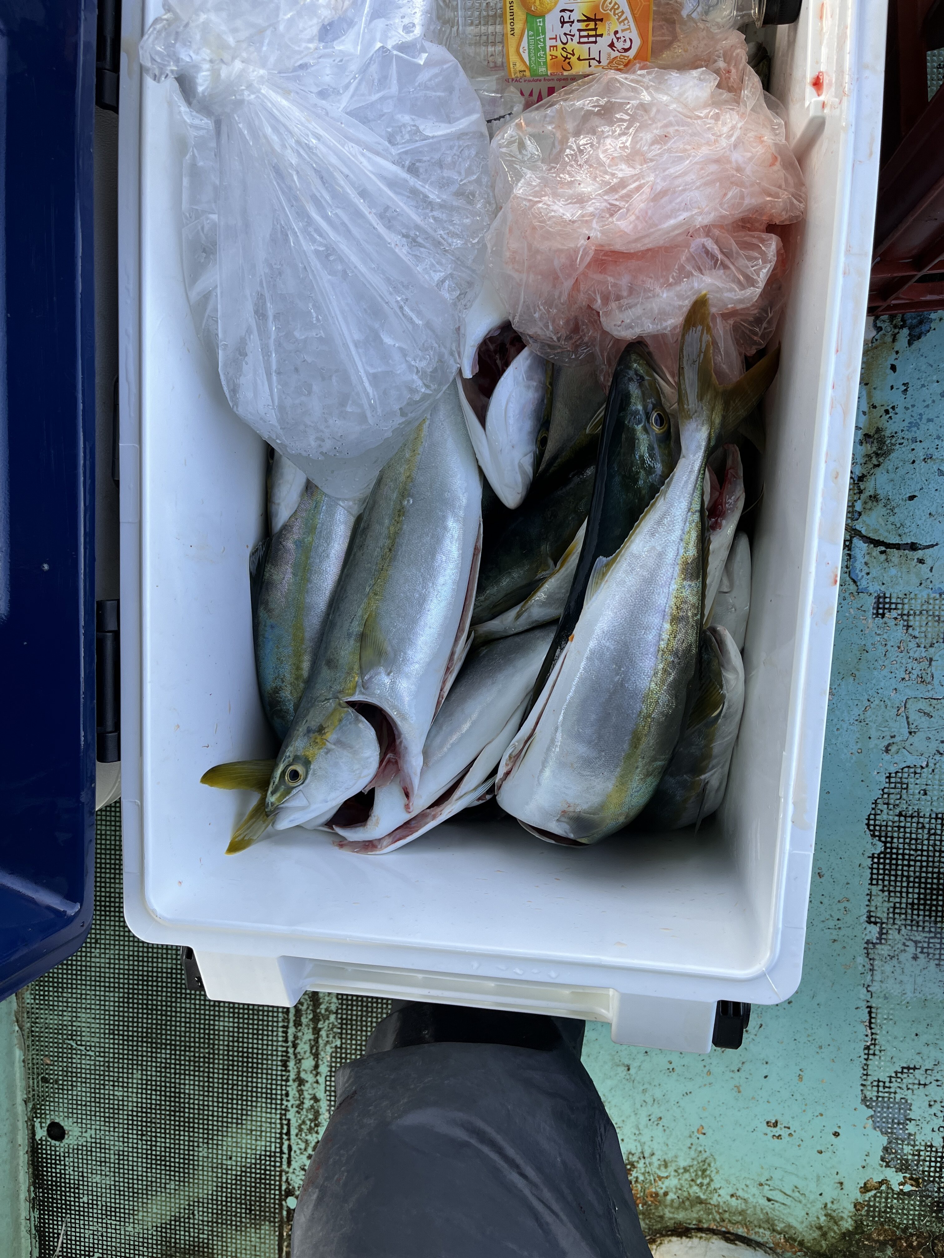 明石ジギング 青物絶好調 | 釣り具販売、つり具のブンブン