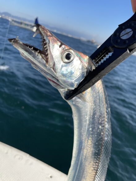 今年初太刀魚テンヤ