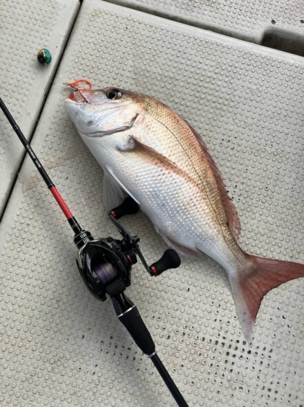 鯛釣り