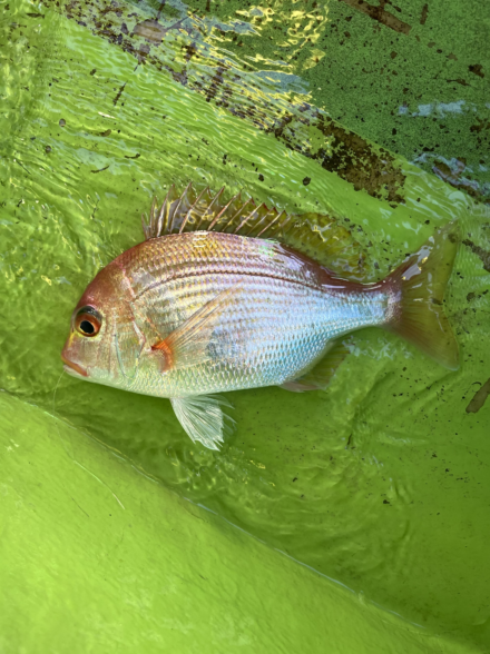 湘南平塚アマダイ釣り大会に参船！！