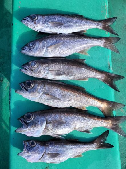 航程２０分の近場でクロムツ狙い！！ (平塚港・中深海仕立)