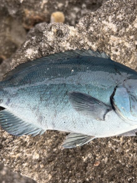 爆風の地磯釣行(フカセ釣り)