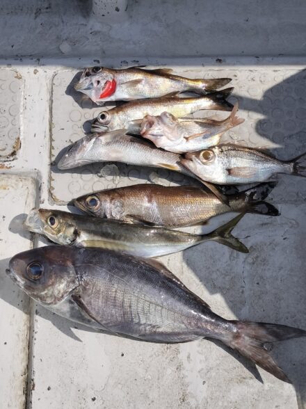 手軽に楽しめる中深海釣り(メダイ・クロムツ乗合)！！