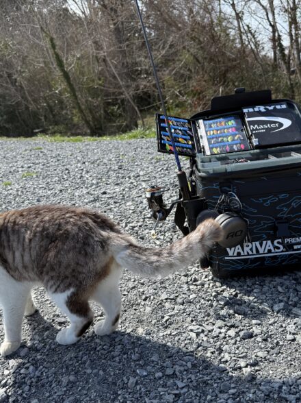 猫と戯れ、エリアトラウト