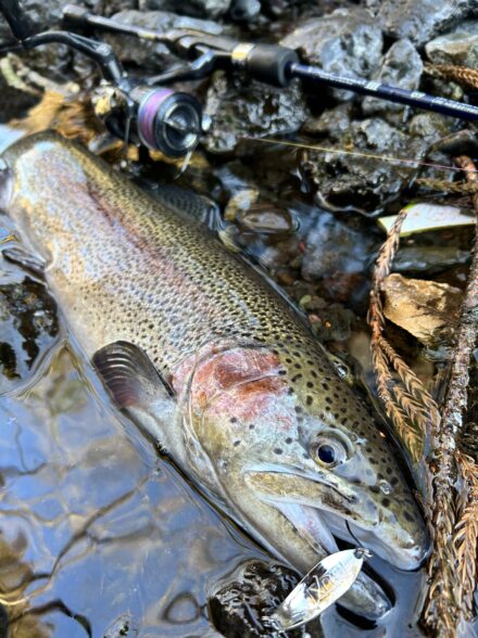 渓流解禁日🎣　〜巨大鱒を求めて〜