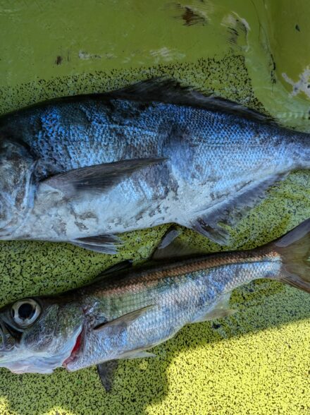平塚の根魚五目（ライト中深場五目）