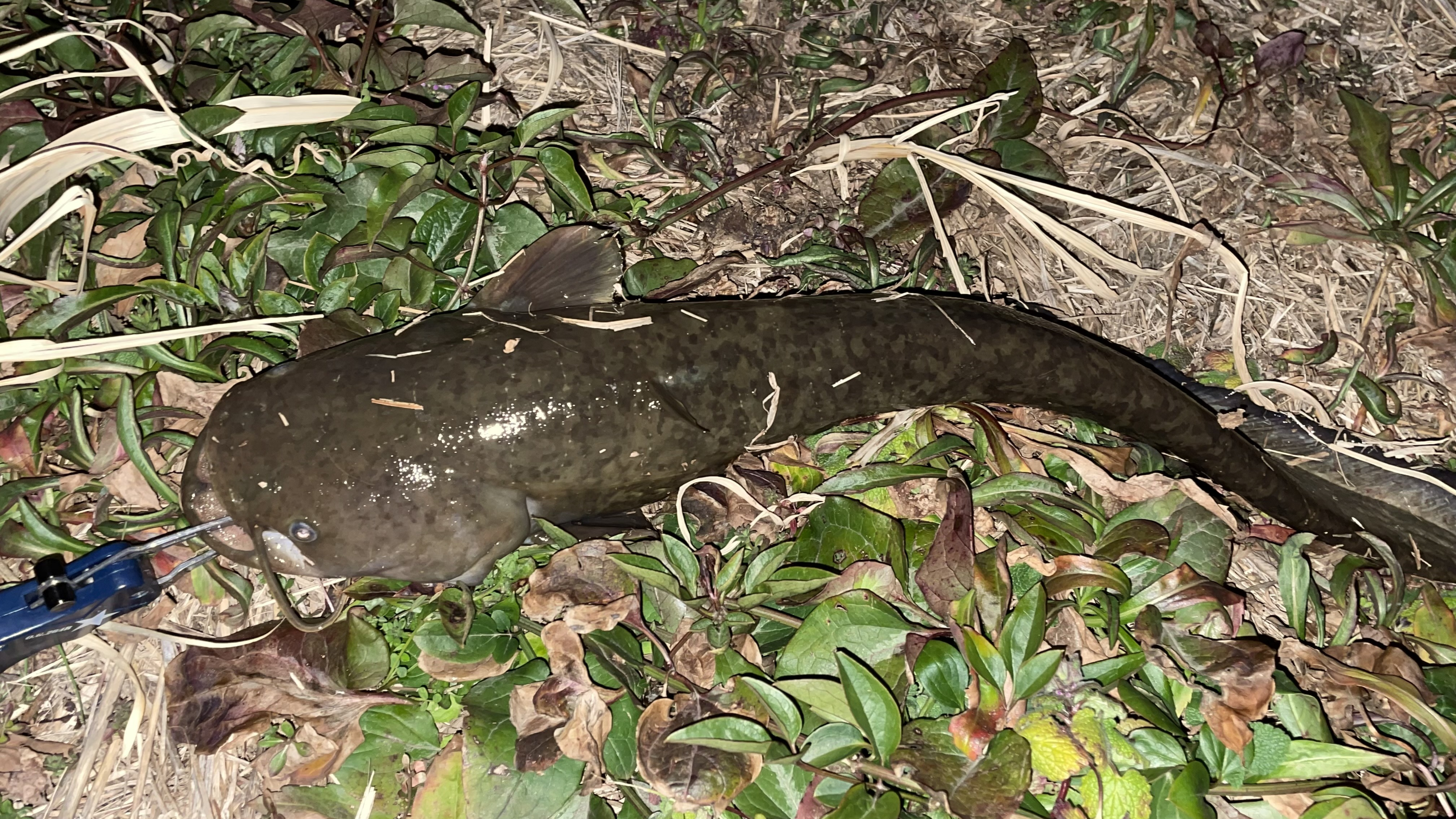 2025年初ナマズ！ | 釣り具販売、つり具のブンブン