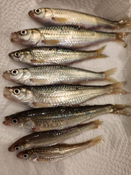 琵琶湖でホンモロコ釣り