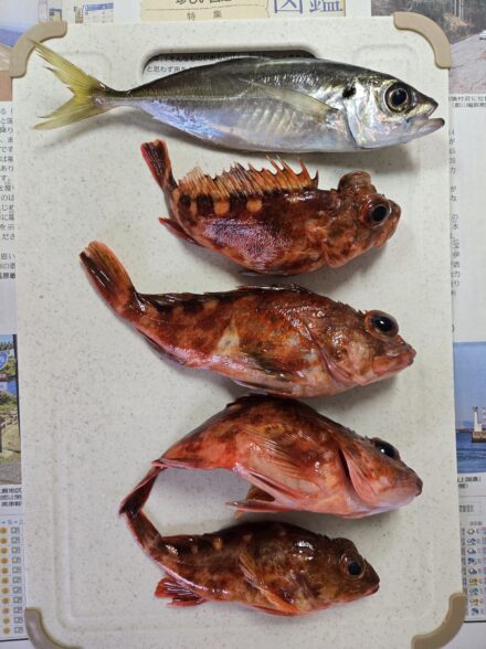 堺店　アジの五目釣り実釣会