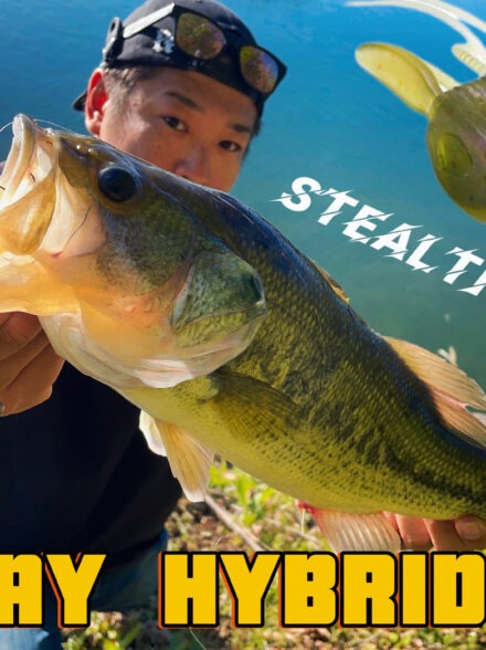 アフタースポーン突入！ダウンショットがよく釣れます！