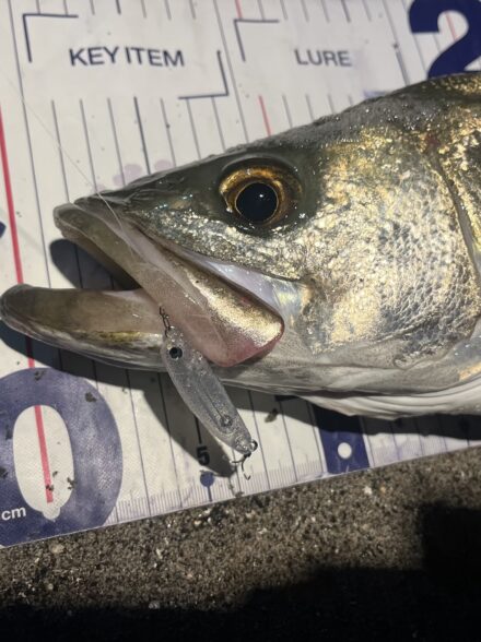 浜名湖シーバス🎣